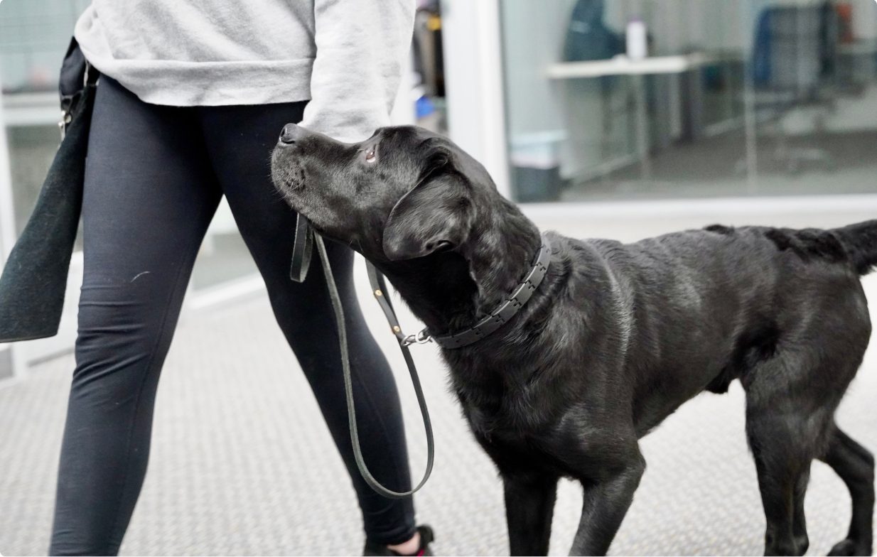 Trainer walking a black Labrador on a loose leash through the training facility