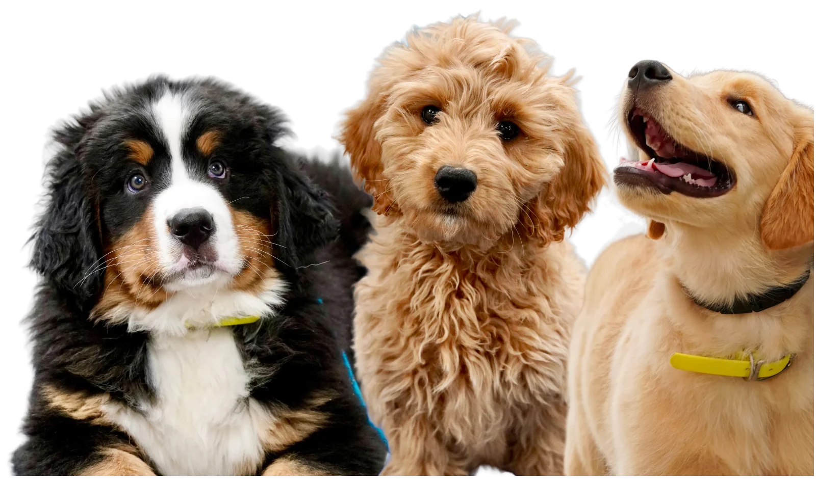 Three puppies: a Bernese mountain dog, a goldendoodle and a golden retriever