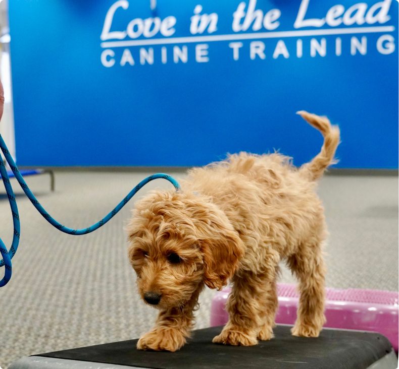 Goldendoodle puppy walking across a training platform
