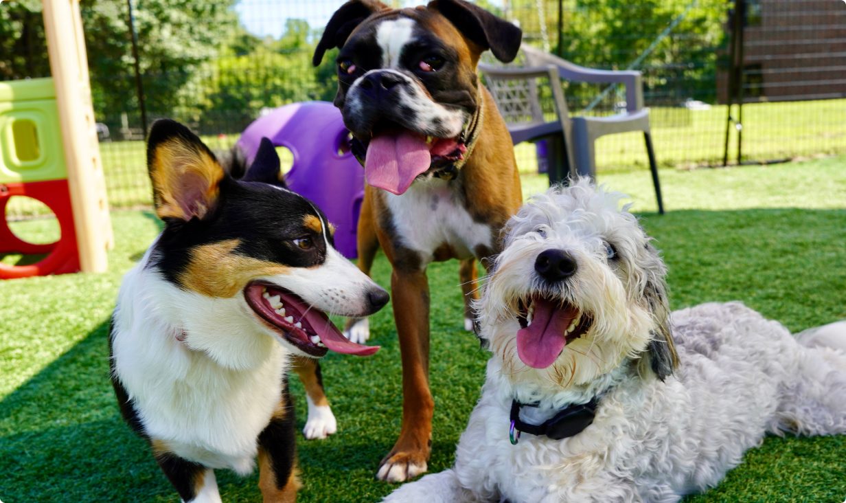A corgi, a boxer and a sheepdog playing together in the daycare yard