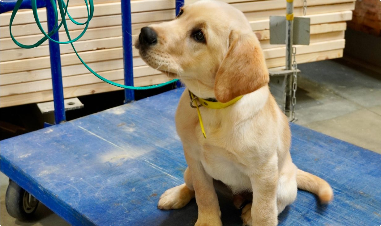 Yellow Labrador puppy sitting on a training cart