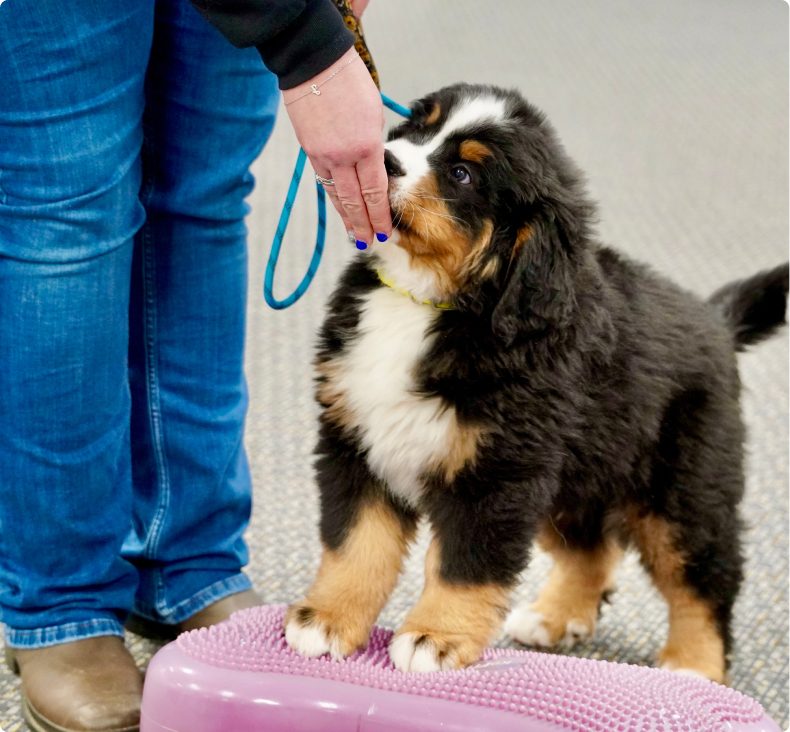 Bernese mountain dog puppy standing on a balance disc during a training session