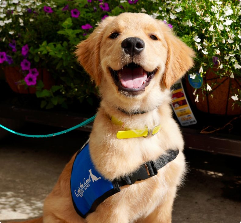 Smiling golden retriever puppy wearing a blue service dog in training vest